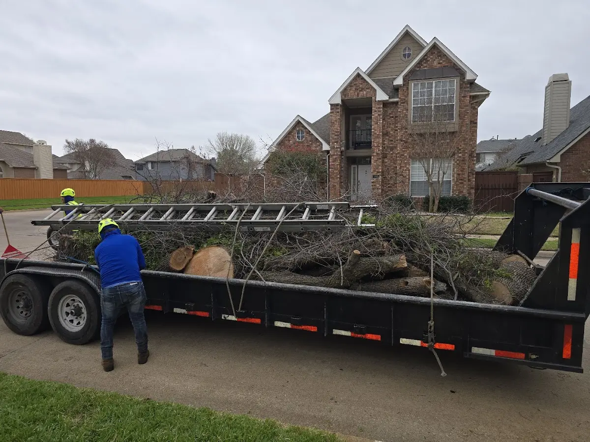 Expert Tree Removal with proper safety equipment in Evans